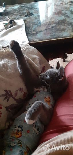 Кошки в добрые руки