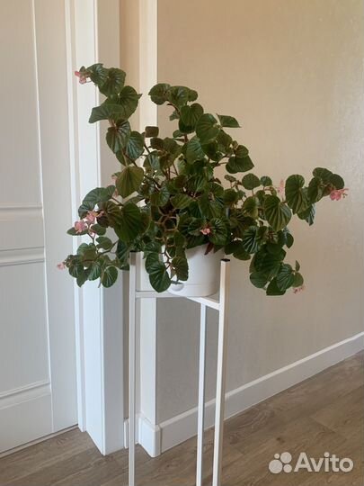 Бегония вечноцветущая