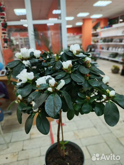 Азалия белая на стволе