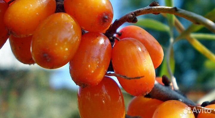 Продам облепиху