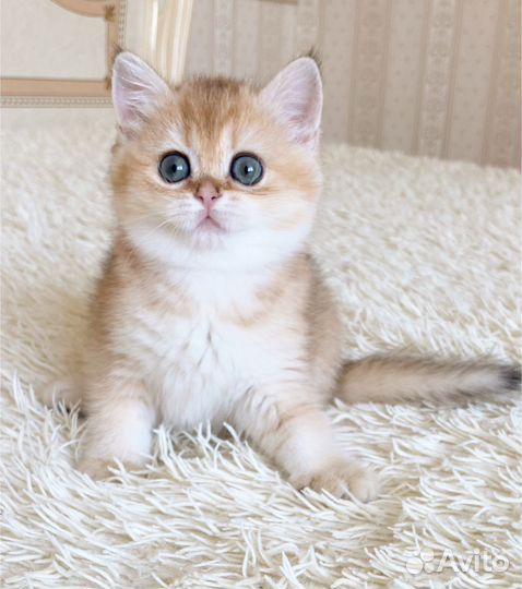 Золотая шиншилла по имени Nora