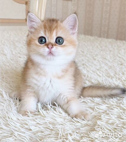 Золотая шиншилла по имени Nora