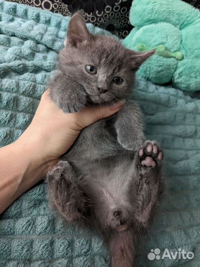 Котенок голубой, мальчик