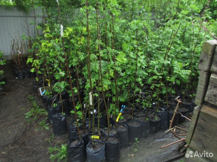 Калина и рябина, сортовая, сладко-плодная. Саженцы