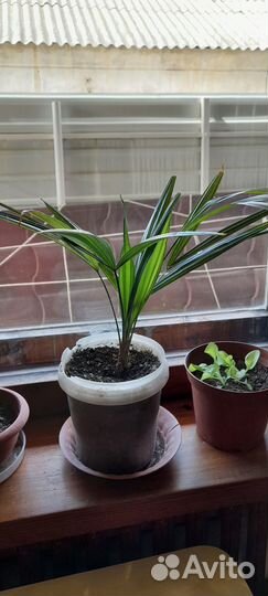 Продам пальмы