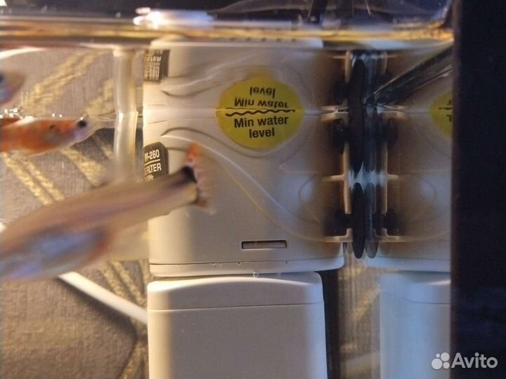 Аквариум с рыбками гуппи