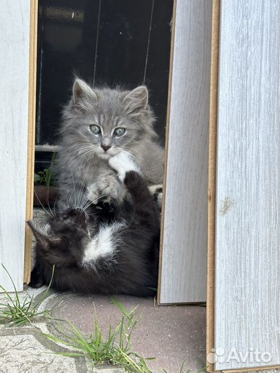 Котенок мальчик