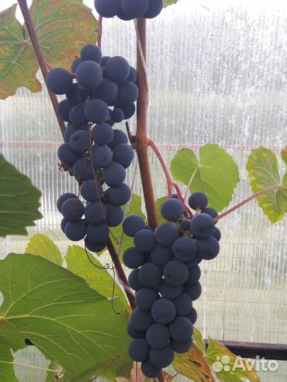 Саженцы винограда