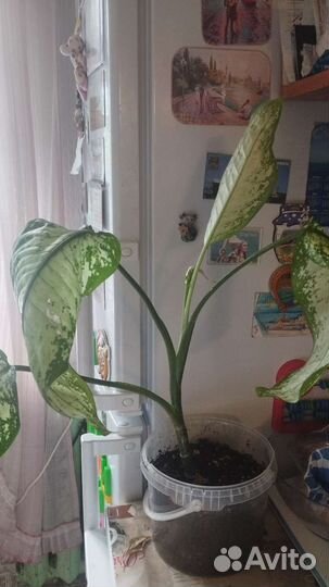 Диффенбахия