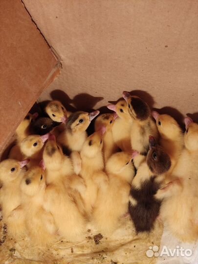 Утята мускусной утки (индоутки)