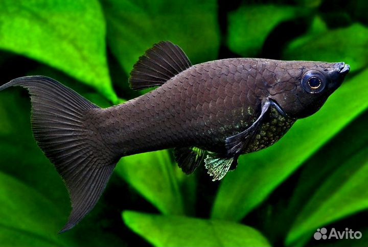 Аквариумные рыбы