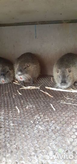 Продаются нутрии живые