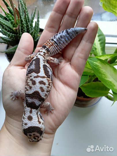 Эублефар, гемитеконикс