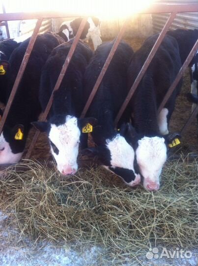 Бычки телята скороспелые