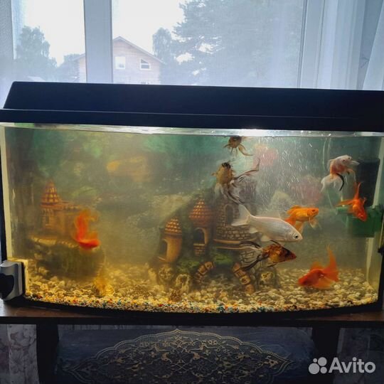 Аквариум
