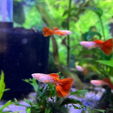 Гуппи чистая линия