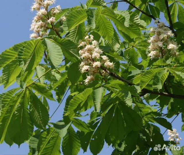 Саженцы клена, каштана, берёзы