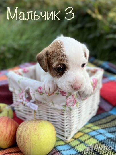 Щенки джек Рассел терьер