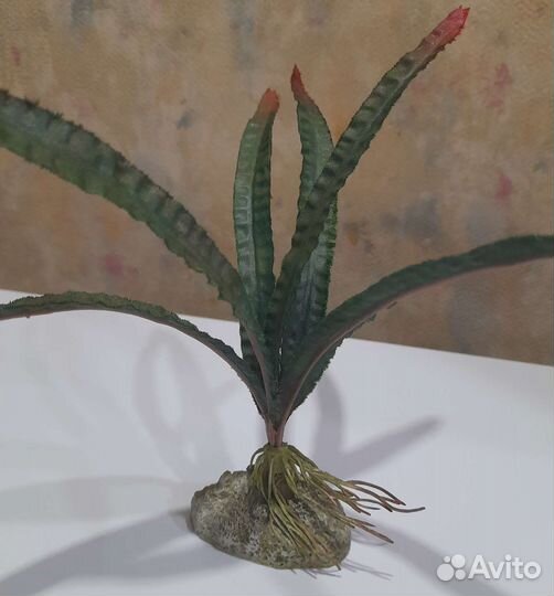 Растения в аквариум