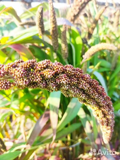 Чумиза,пайза,могар