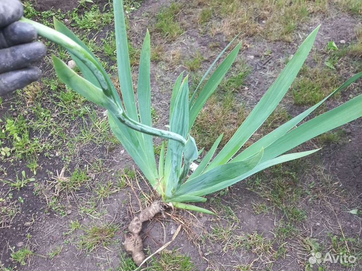 Ирис крупный сортовой