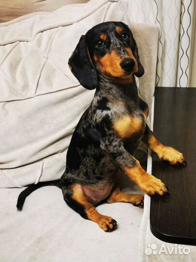 Вязка такса девочка