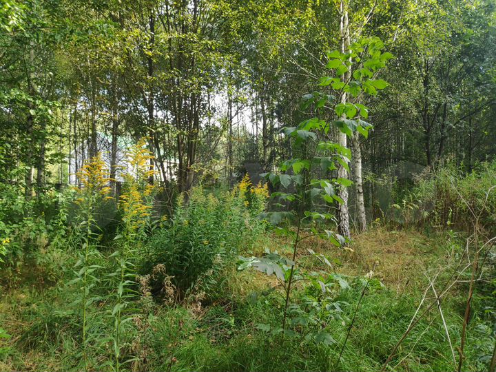 Участок 12,5 сот. (ИЖС)