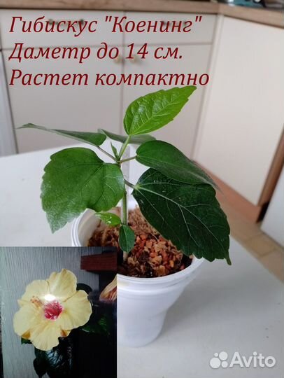 Ароидные и др