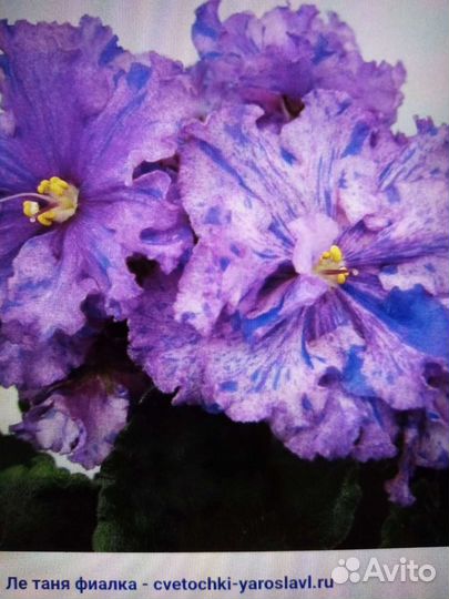 Фиалки