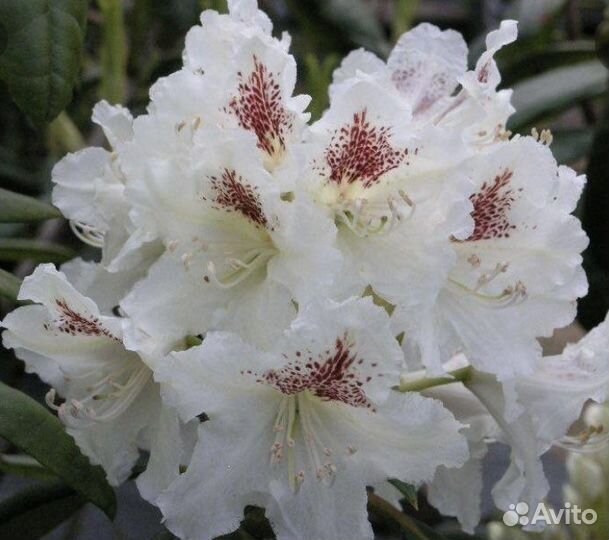 Рододендрон Питер Тайгер