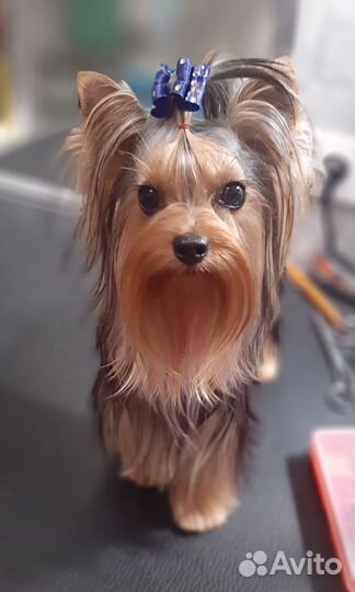 Йоркширский терьер, кобель для вязок