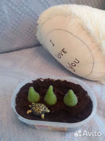 Кактусы цветущие