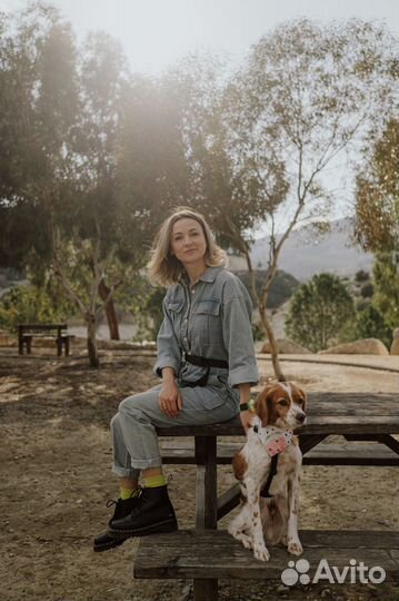 Кинолог Онлайн Дрессировка и воспитание собак