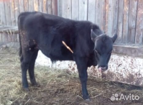 Быки и телки