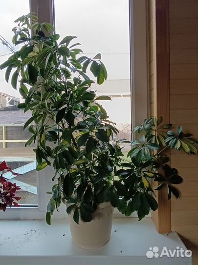 Шефлера взрослая 1 метр