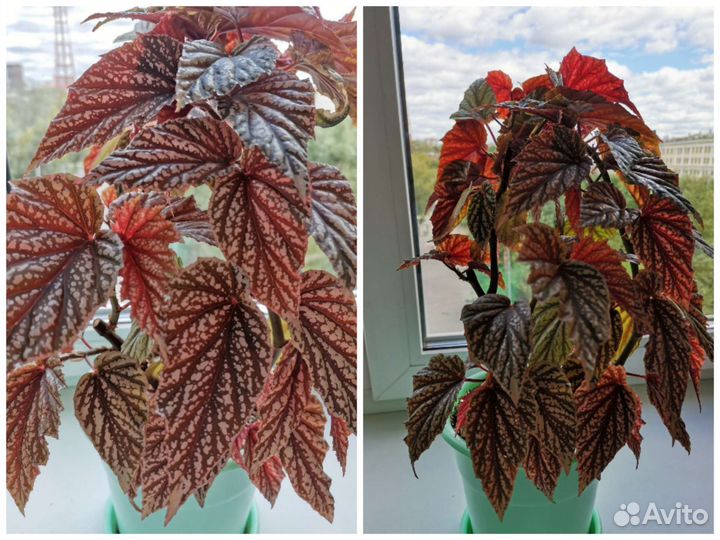 Пеларгония душистая, бегонии, гибискус, белопероне