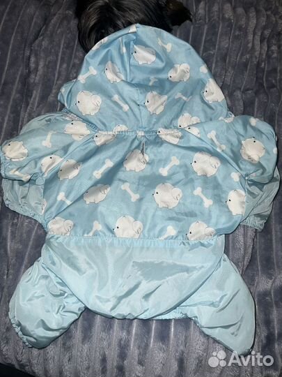 Одежда для собак