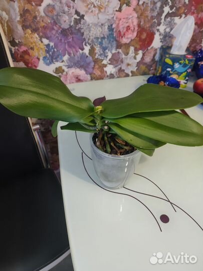 Орхидея фаленопсис