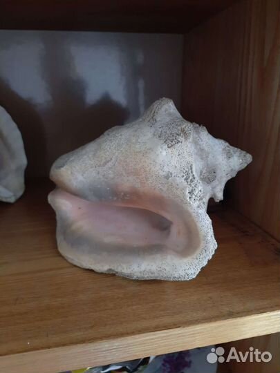 Ракушка морская