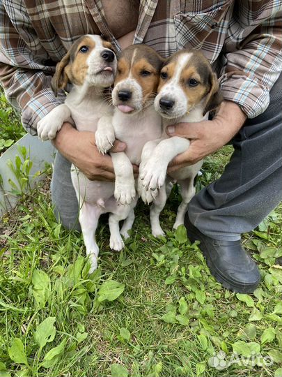 Охотничьи щенки