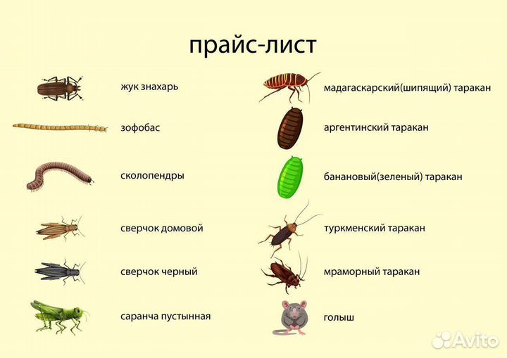 Таракан,зофобас,саранча,сверчок корм