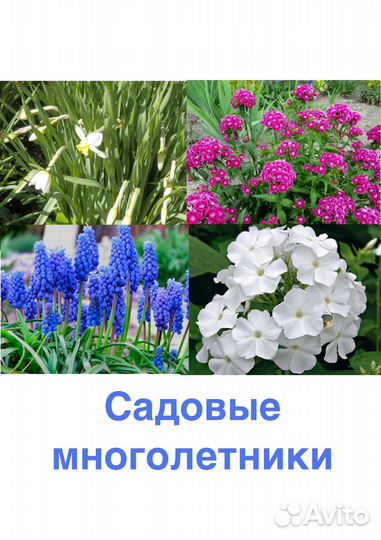 Многолетники садовые
