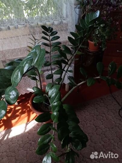 Замиокулькас