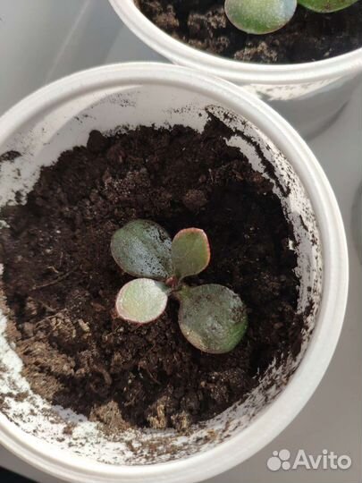 Суккуленты