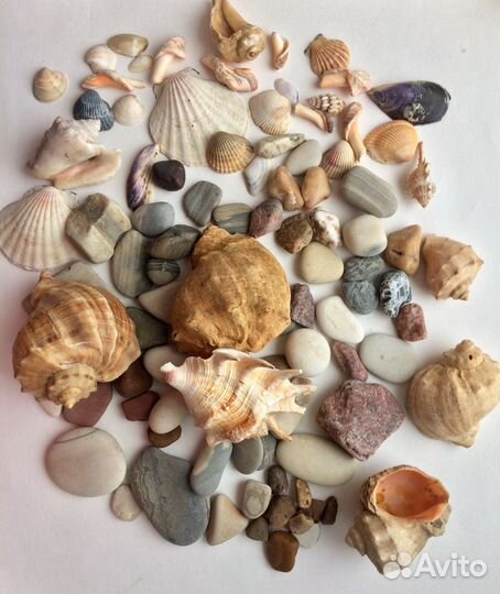 Морские ракушки, раковины, камни