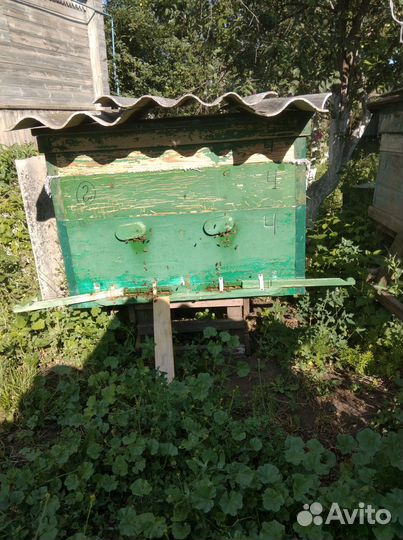 Пчелосемьи