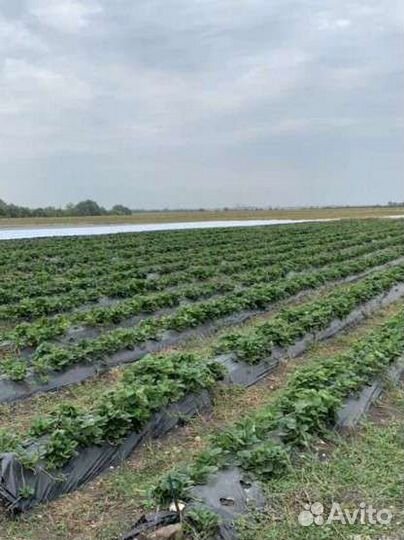 Саженцы клубники фриго