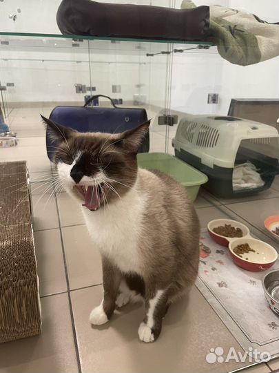 Передержка для кошек