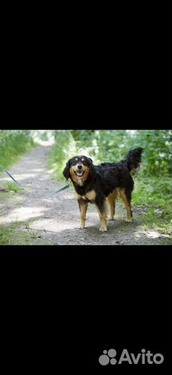 Хорошенькая собачка ищет лучший дом