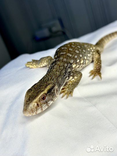 Рептилии (капычи)